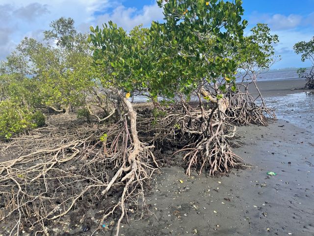 Mangroves growing on the shore.