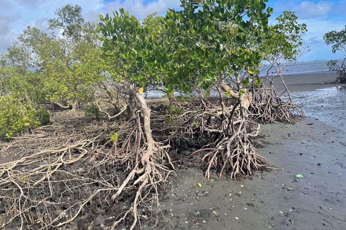 Gnarled mangrove tree roots are exposed during high tide.