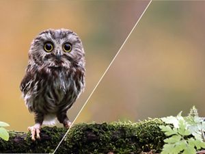 A split image with a closeup of a small owl on the left and an empty branch on the right.