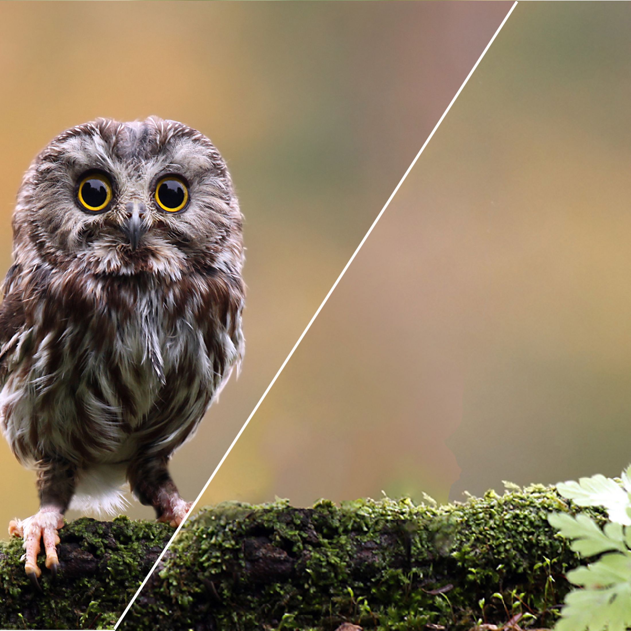 Split image of an owl on a branch versus an empty branch - with the words Choose it or Lose it. 