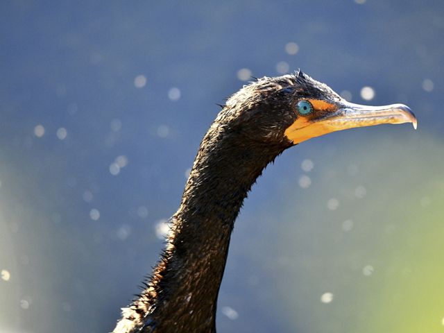 A double-crested cormorant is sunning after a swim.