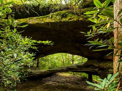 A rock outcrop covered in moss forms a bridge in a thick forested landscape.  