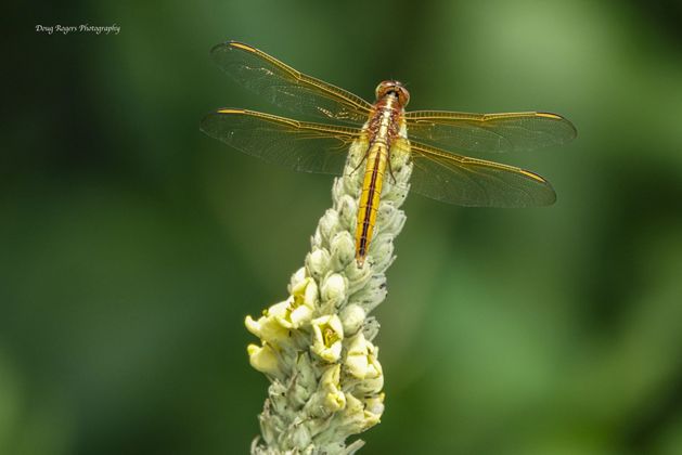 Dragonfly atop flower.