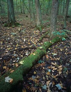 Fallen moss-covered log on forest floor.