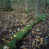 Fallen moss-covered log at Douglas Woods nature preserve.