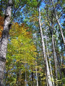 Towering trees at Douglas Woods.