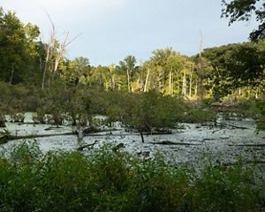 Wetland surrounded by the forest of Douglas Woods Nature Preserve.
