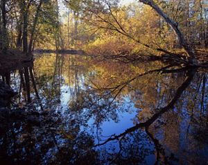 Reflections of the forest on Fish Creek.
