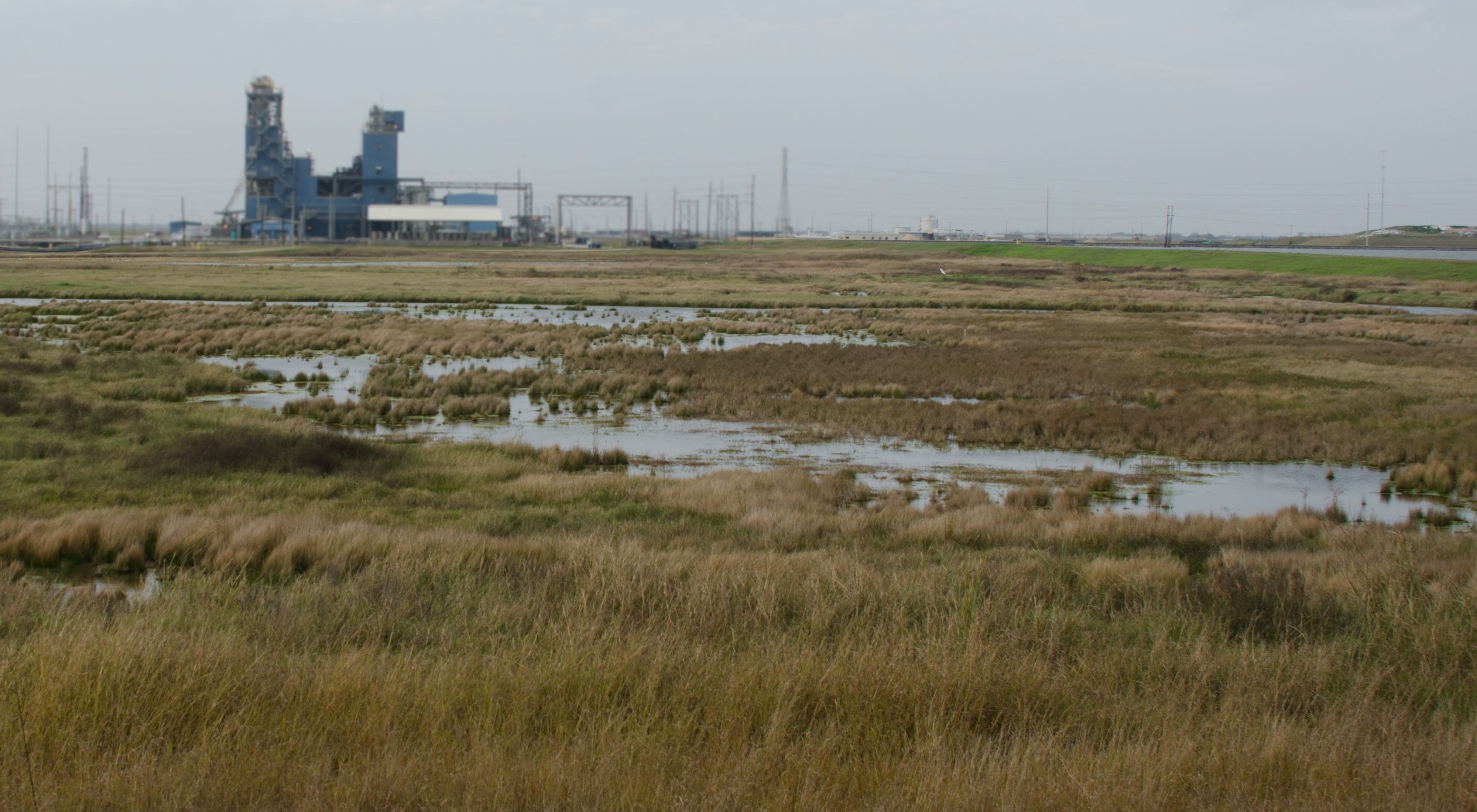This wetland, at Dow's Seadrift facility in Texas provides protection from sea level rise and storm events.