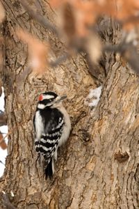 A downy woodpecker is resting on a tree trunk.