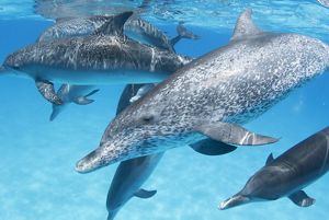 Underwater shot of dolphins swimming through a clear sea. 