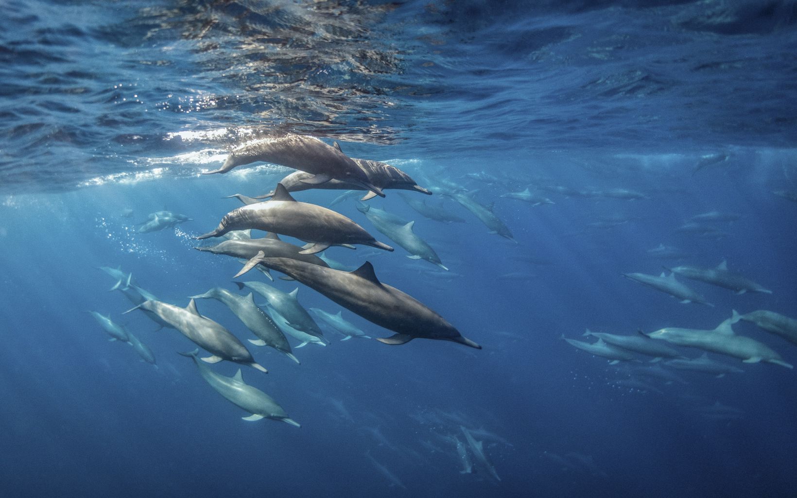 A group of spinners dolphins gather near the surface of the ocean. 