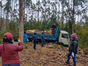 Donación de leña como parte del proyecto