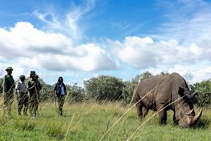 A rhino stands near a group of people.