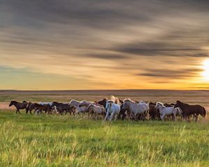 Grasslands in Mongolia.