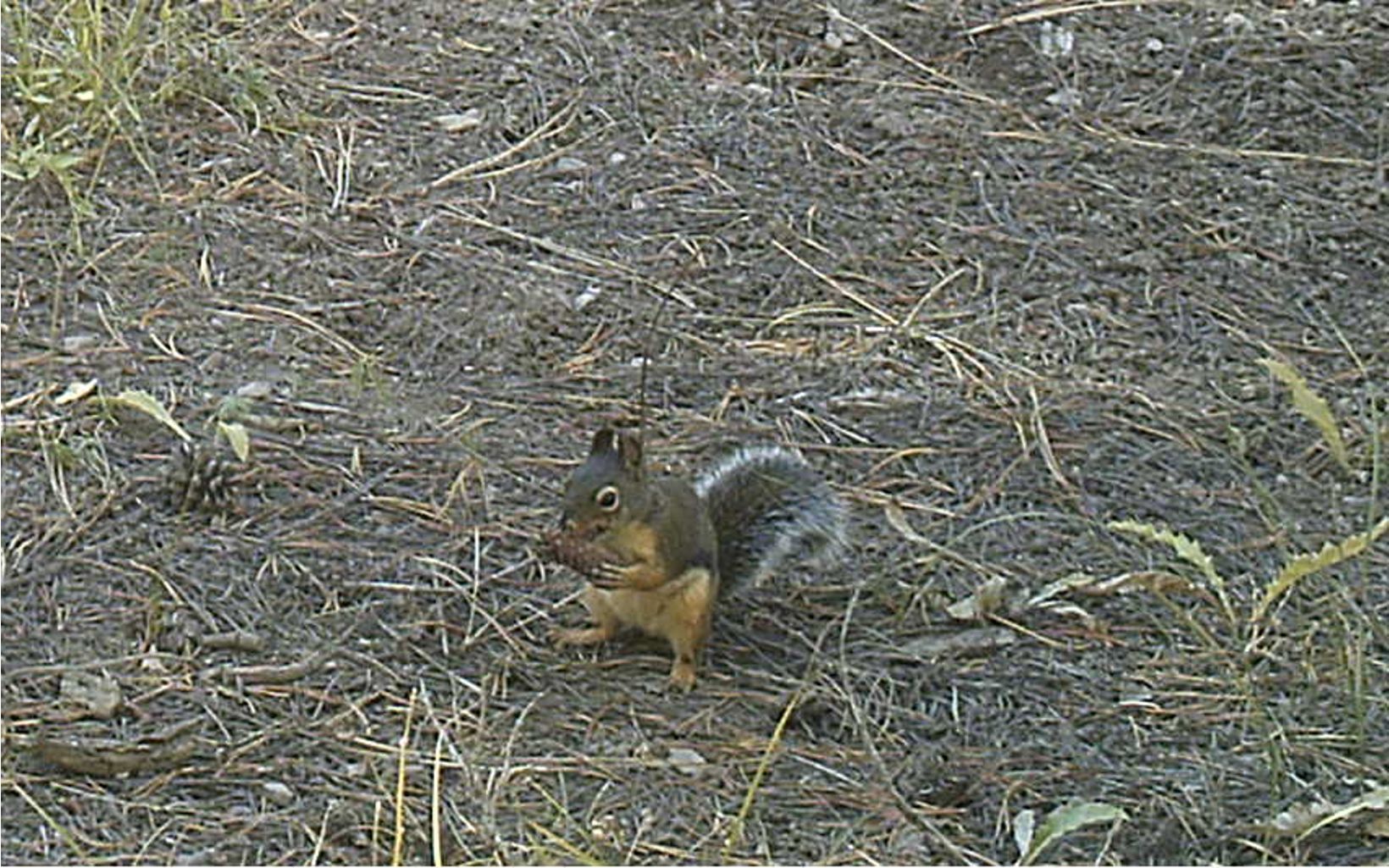 Douglas Squirrel Footage from the Carpenter Valley Wildlife Cameras © The Nature Conservancy
