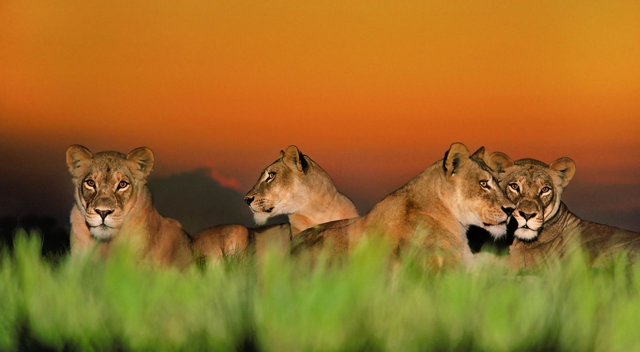 Four female lions lie in the grass at dusk.