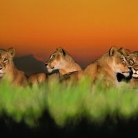 Lionesses at twilight, Chobe National Park, Botswana