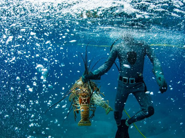 Lobsterman Bruno Underwood holds lobsters during a dive near Spanish Wells, Bahamas, to check his “condos” or lobster traps.