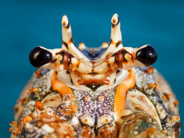 A closeup of the face of a spiny lobster