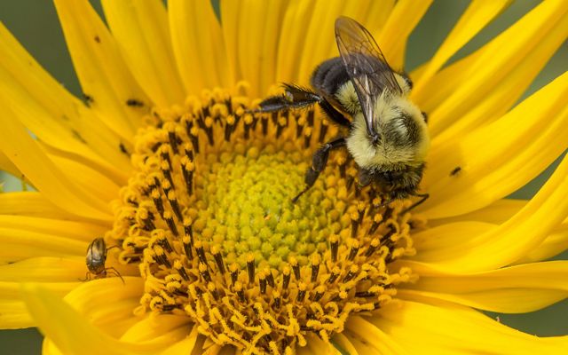 A bumblebee sits on a yellow Maximilian sunflower