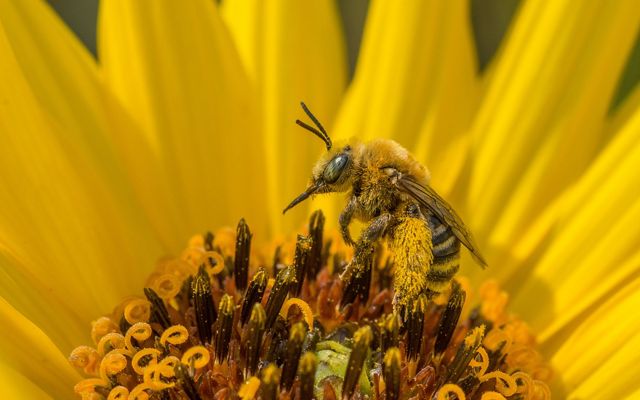 a native bee sits on a yellow stiff sunflower.