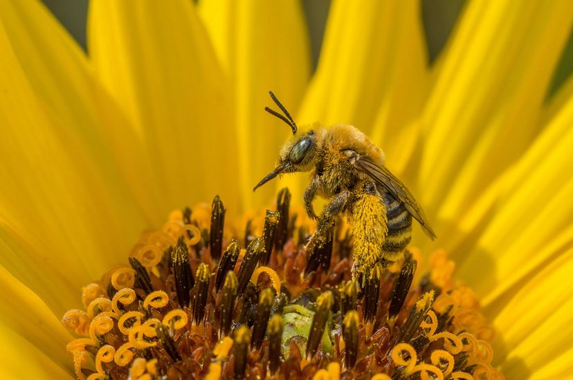 a native bee sits on a yellow stiff sunflower.