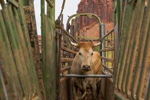 Close up of a small brown cow with short horns standing in a cattle chute. Cow looks straight at camera.