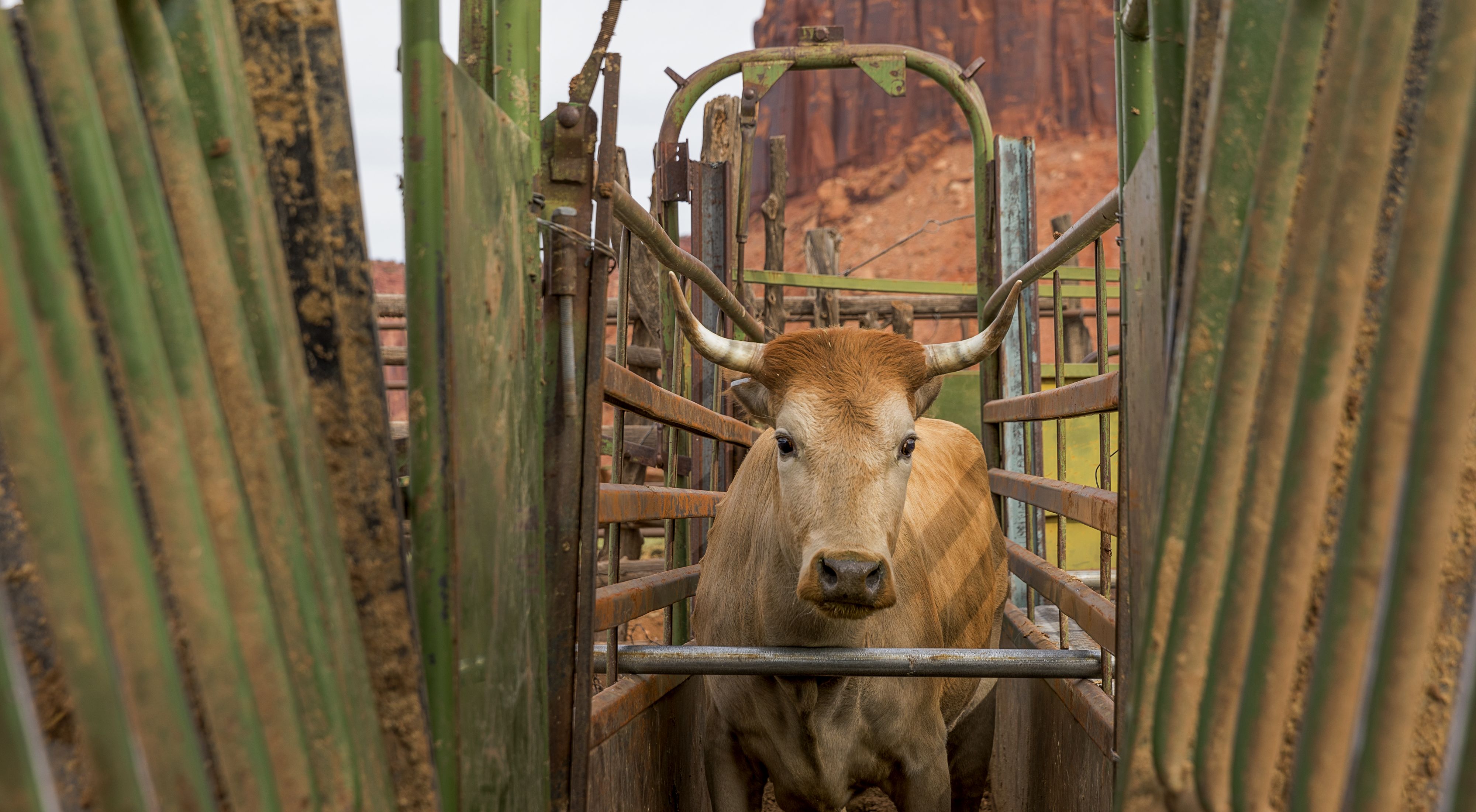 Acercamiento de una pequeña vaca color café con cuernos cortos, de pie en una rampa para ganado. La vaca mira directamente a la cámara.
