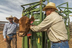 Brown cow stands in green cattle chute. Two men in cowboy hats and jeans reach through the chute, buckle large collar on cow.