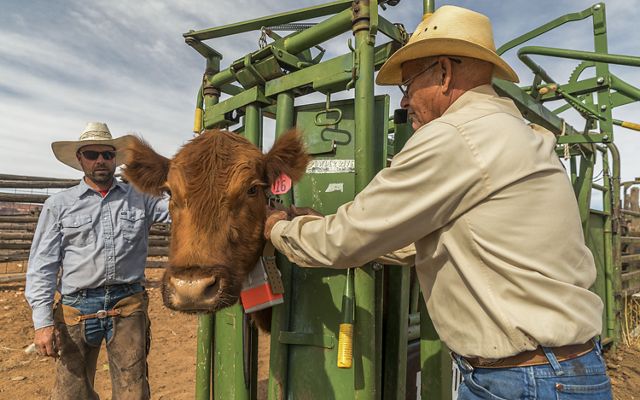 Brown cow stands in green cattle chute. Two men in cowboy hats and jeans reach through the chute, buckle large collar on cow.