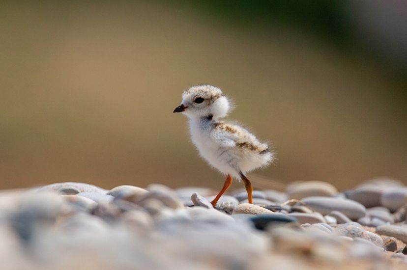 A fluffy piping plover chick on a rocky shore.