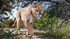 Mountain lion caught on a camera trap.