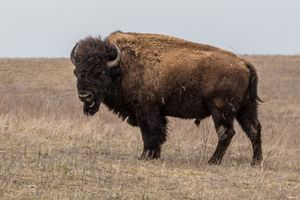 A large bison stands on an open prairie.
