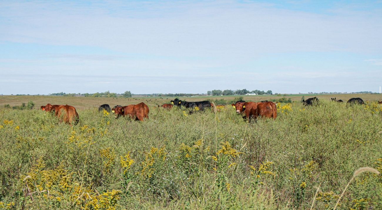 A small group of cattle in a grassy field.