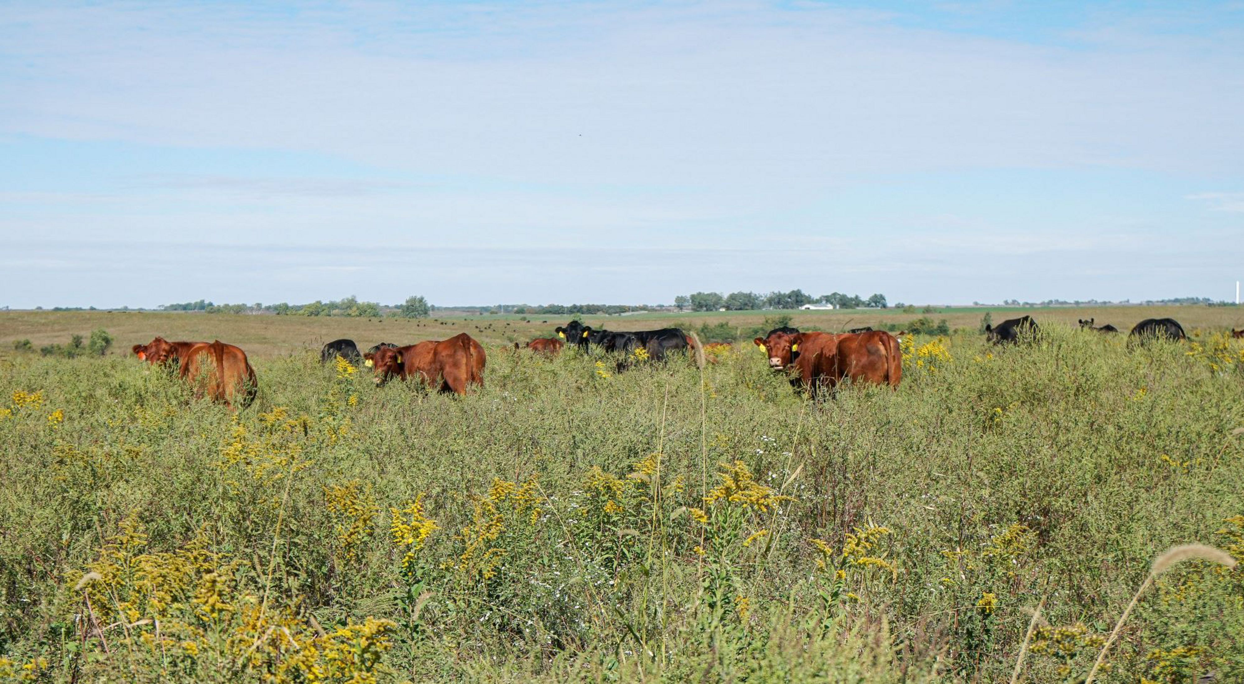 A small group of cattle in a grassy field.