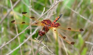 Dragonfly perched on a stick. 