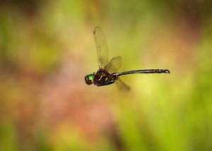 Hine’s Emerald Dragonfly | The Nature Conservancy In Wisconsin