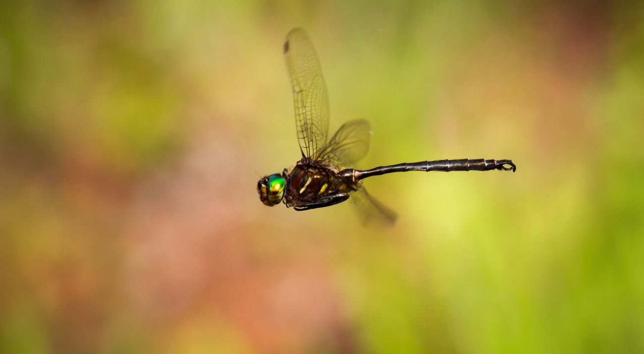 Darkly colored dragonfly with green head in flight.