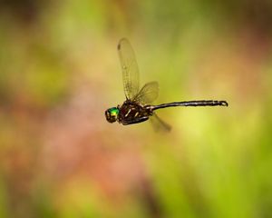 Closeup of a flying dark-colored dragonfly with a green head.