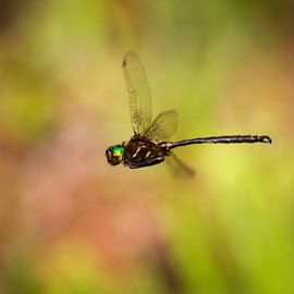 Dark-colored dragonfly zips through the air.