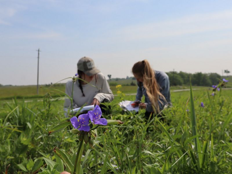 Two TNC interns crouched in a field studying plants.