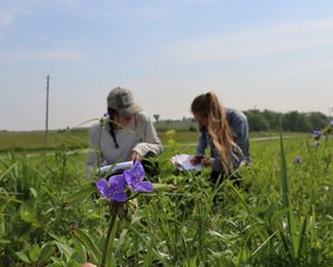 Two women study plants in a field