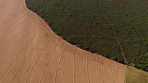 Soy field in Itaituba, Pará, Brazil.