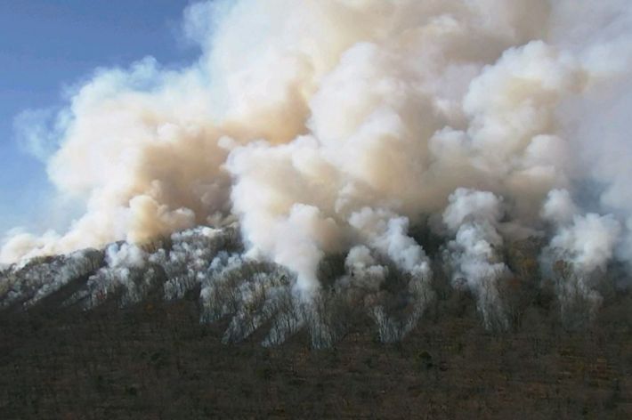A green fern grows out of a brown and charred forest floor.