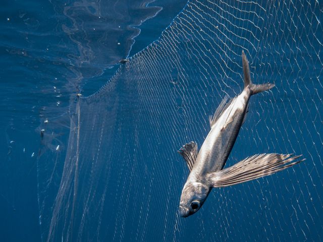 a flying fish stuck in a drift fishing net.