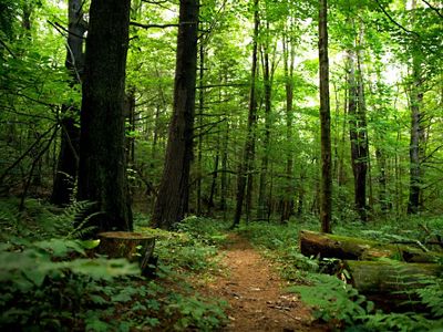 Clearing in a shadowy green forest, with a tree stump on either side and tall old trees.