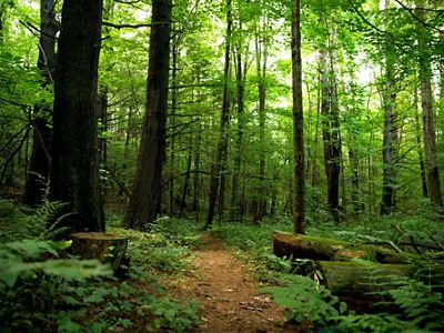 Path through a lush green forest with undergrowth and tall trees.