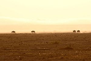 Four wildebeest walk across a dusty brown landscape.