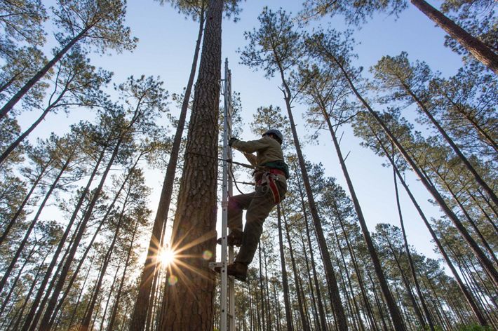 Dr. Byan Watts of the Center for Conservation Biology climbs a pine tree to band the first red-cockaded woodpeckers to be born on Big Woods WMA, May, 2019.